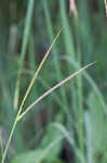 Eastern gamagrass